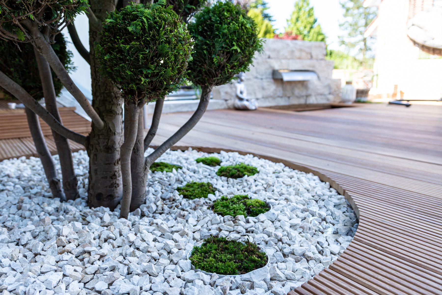 Designed garden with topiary, white gravel bed and curved decking